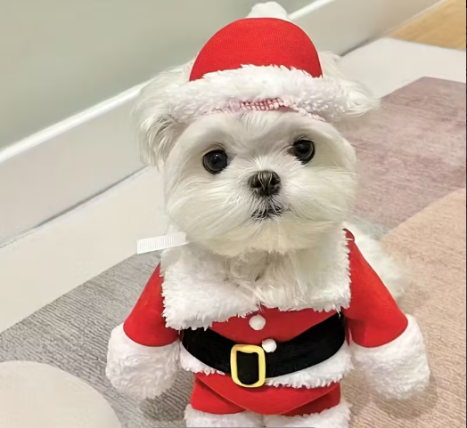 Costume Natalizio per Cane - Babbo Natale